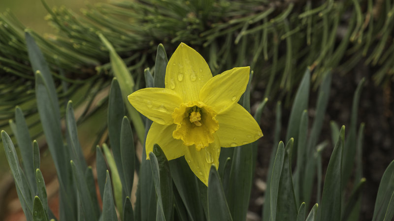 A certain sign of spring - 2018