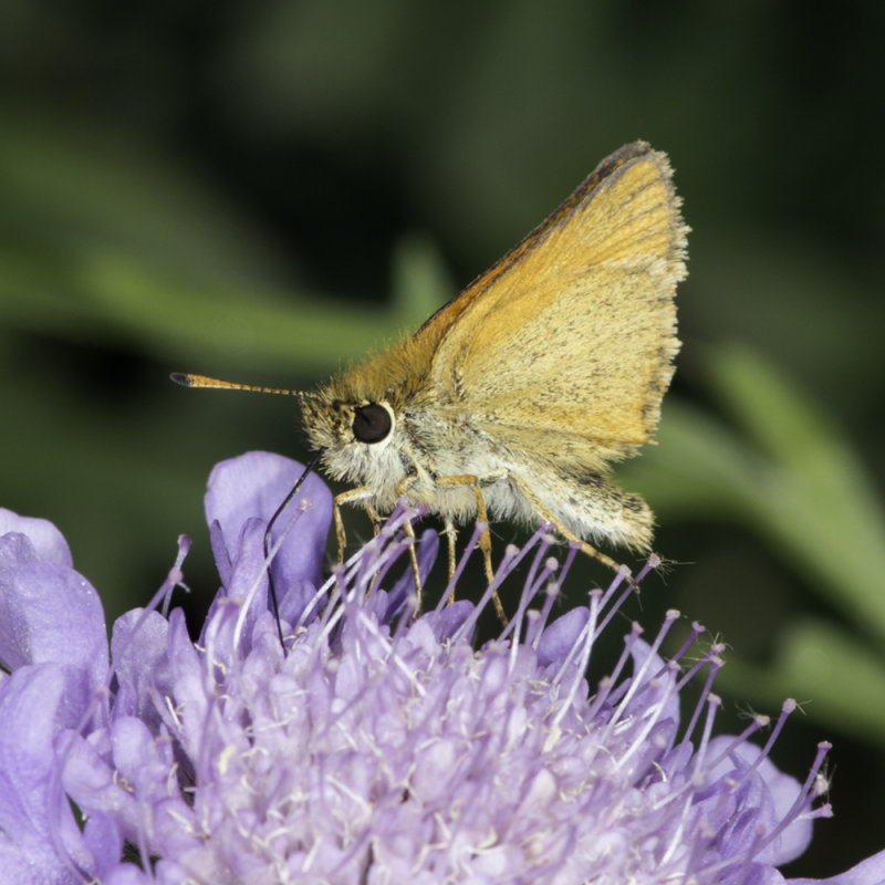 Skipper Butterfly on Scabiosa