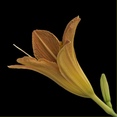 Day Lily On Black