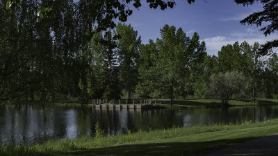 Sping Greens At Bower Ponds