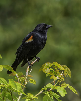 Red Winged Blackbird - Lookout