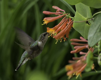 1st Humingbird Close-up