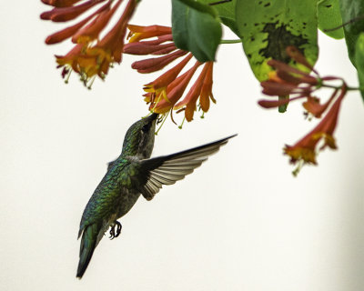 Hummingbird Close-up 