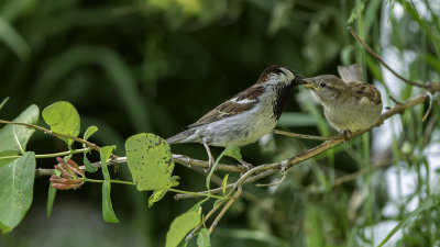 Papa Sparrow Feeding Baby Fledgling