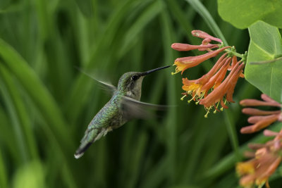 Hummingbird At The Vine