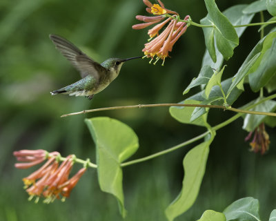 Hummingbird At The Vine Again