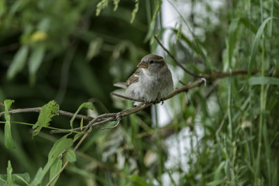 Fledgling Sparrow