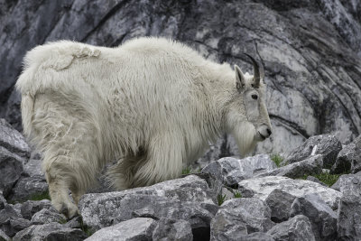 Female Rocky Mountain Goat