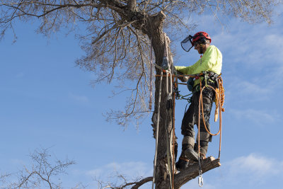 Arborist