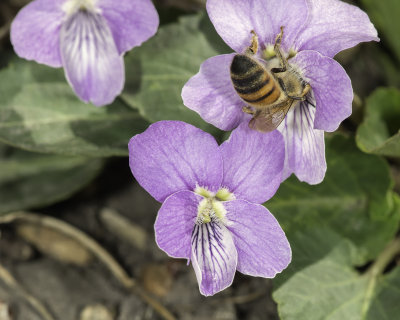 Purple Pollination