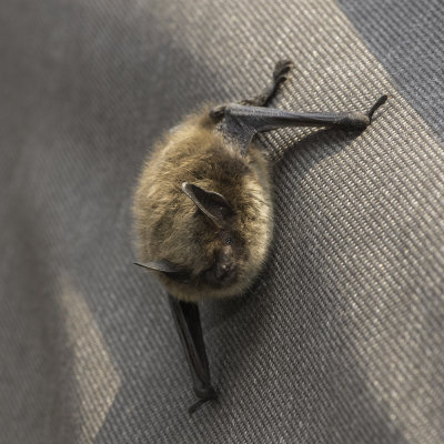 Little Brown Bat Myotis Lucifugus