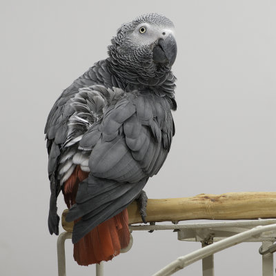 Huey - African Grey Parrot