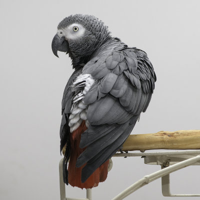 African Grey Parrot on White