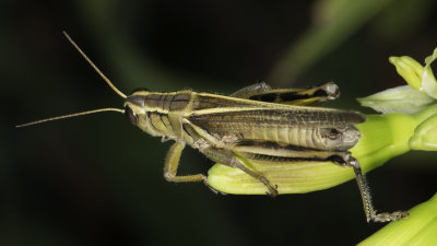 Grasshopper On Flower Bud