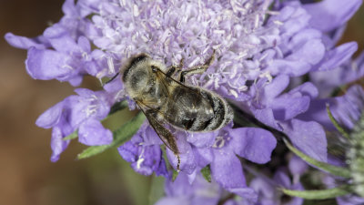 Worker Bee On Purple Flower