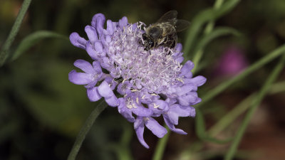 Worker Bee on Blue Flower II