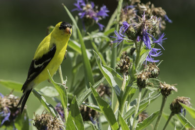 North American Goldfinch