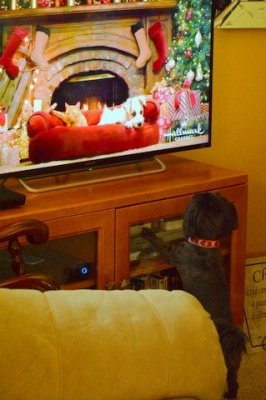 Establishing eye contact with the dog on TV
