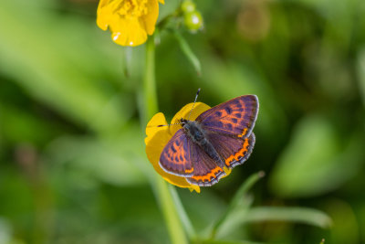 Violet Copper