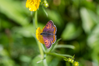 Violet Copper