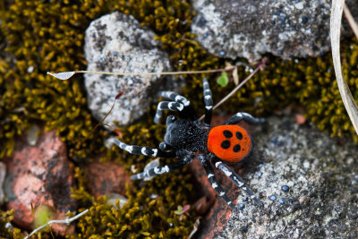 Ladybird spider
