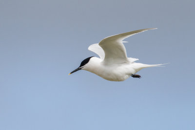 Sandwich tern