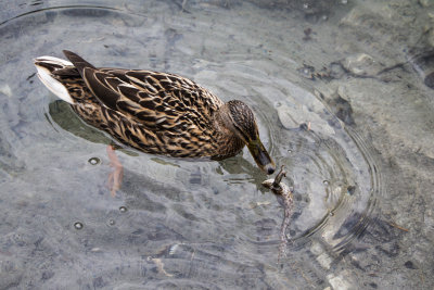 Mallard