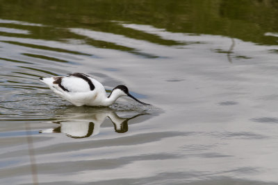 Pied Avocet