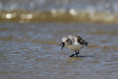 Sanderling