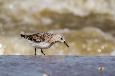 Sanderling