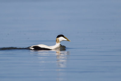 Common Eider