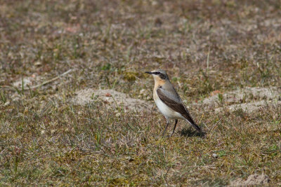 Northern Wheatear