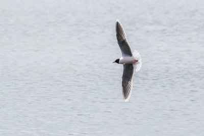 Little gull