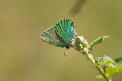 Green Hairstreak