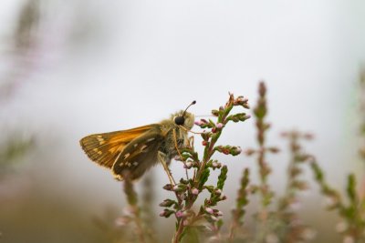 Silver-spotted Skipper