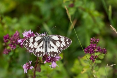 Marbled White