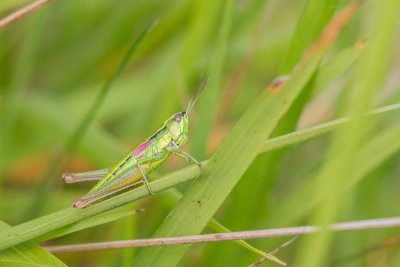 Small Gold Grasshopper
