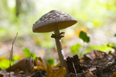Chlorophyllum rhacodes