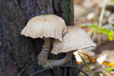 Armillaria ostoyae 
