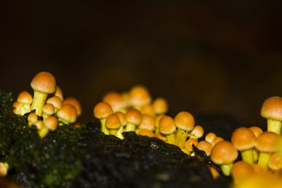 Hypholoma fasciculare 