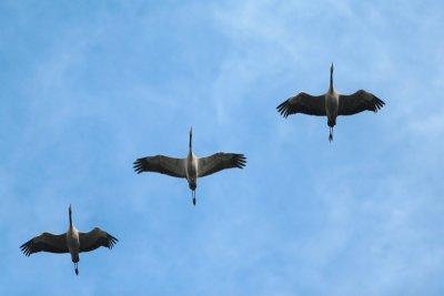 European crane