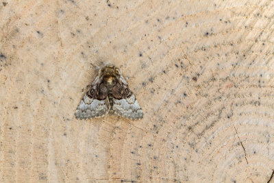 Nut-tree Tussock