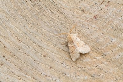 Moths