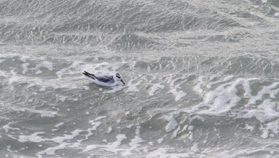 Red Phalarope