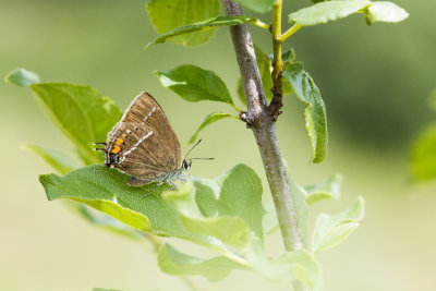 Butterflies