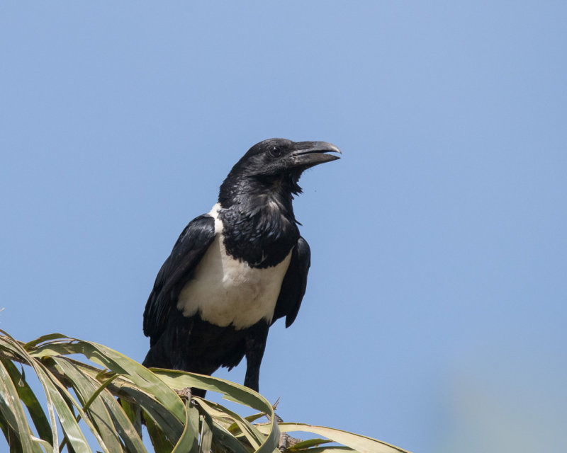 Pied Crow