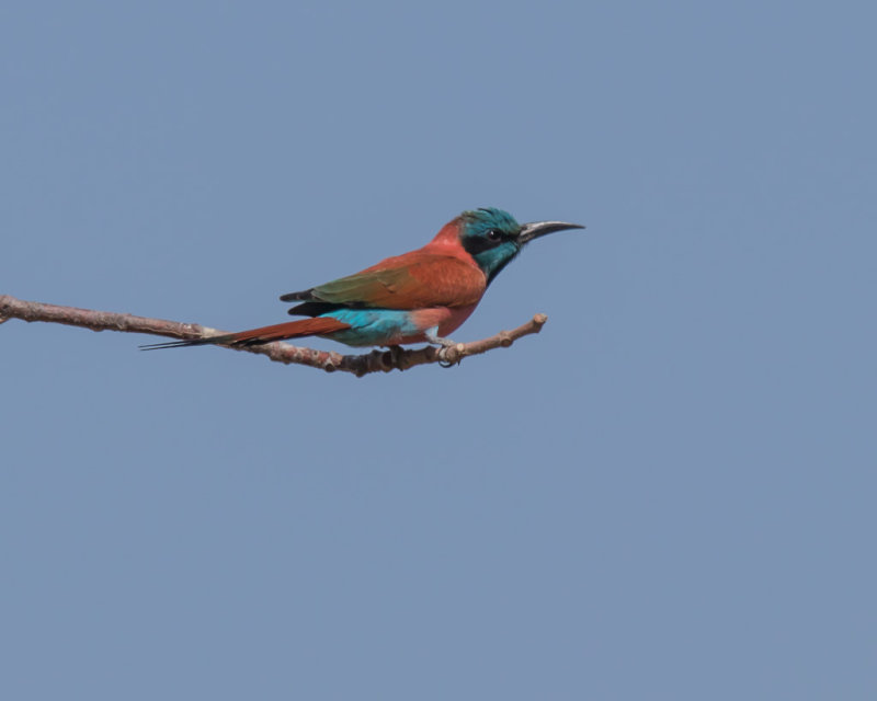 Carmine Bee-eater