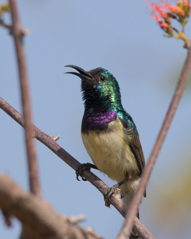 Variable Sunbird