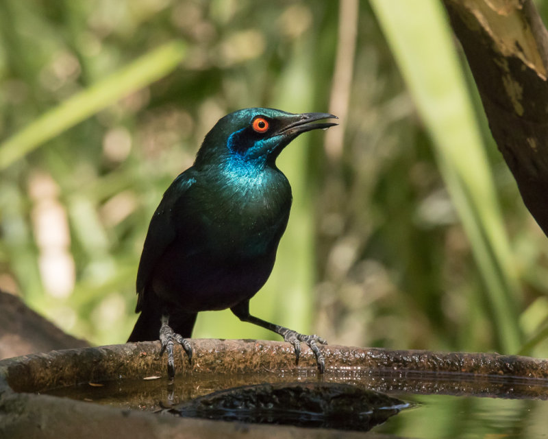 Purple Glossy Starling