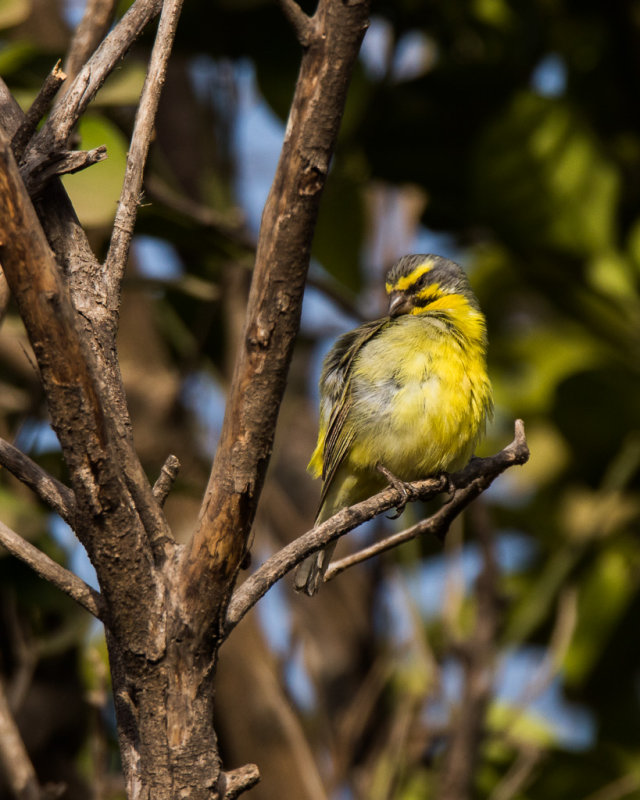 Yellow-fronted Canary